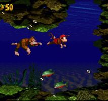 dkc 22